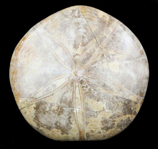 Polished Fossil Sand Dollar (Mepygurus) - Jurassic #53064